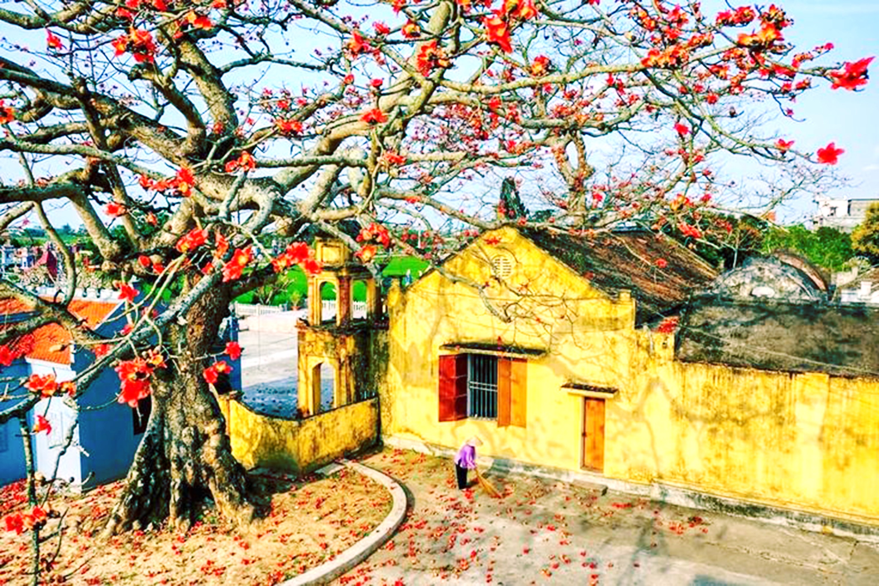 Hoa gạo tháng 3 - Những ai còn nhớ? Hoa gạo tháng 3 - Những ai còn nhớ?