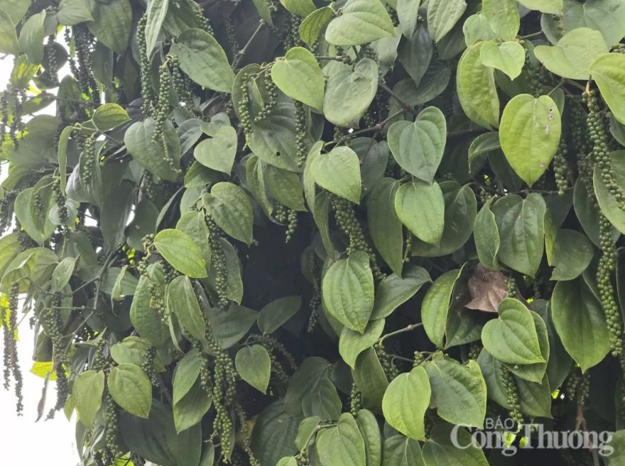 Hồ tiêu Việt Nam có năng suất gấp đôi trung bình thế giới