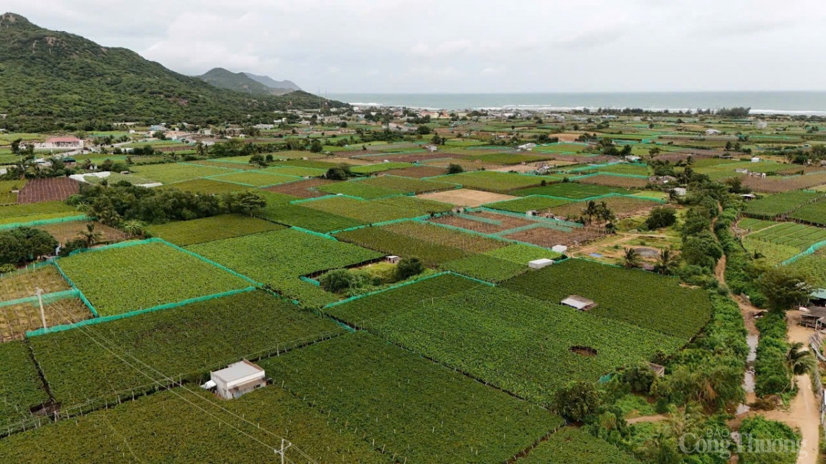 khôi phục dự án điện hạt nhân