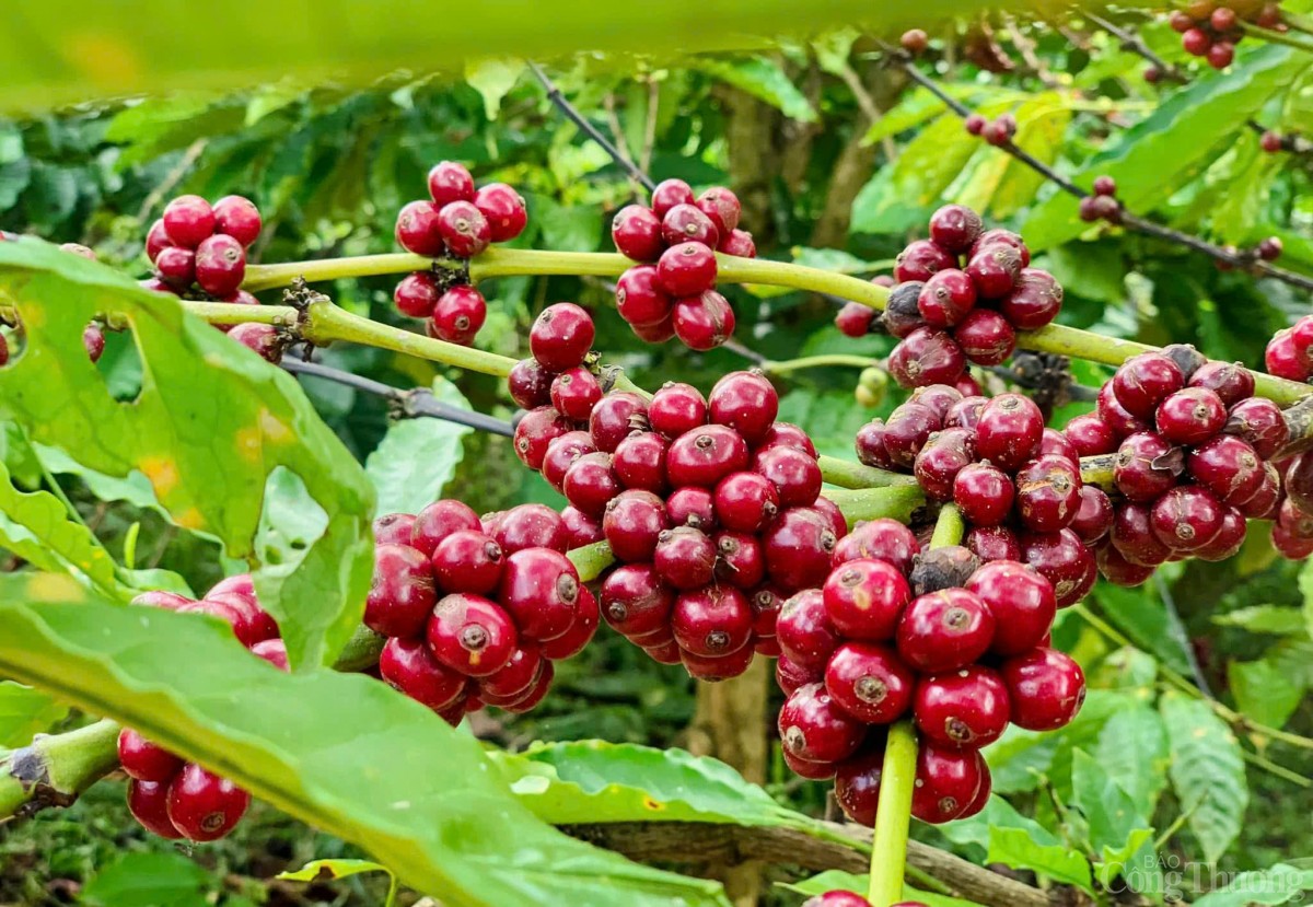 Gia Lai tăng cường liên kết để dịch vụ logistics ‘cất cánh’