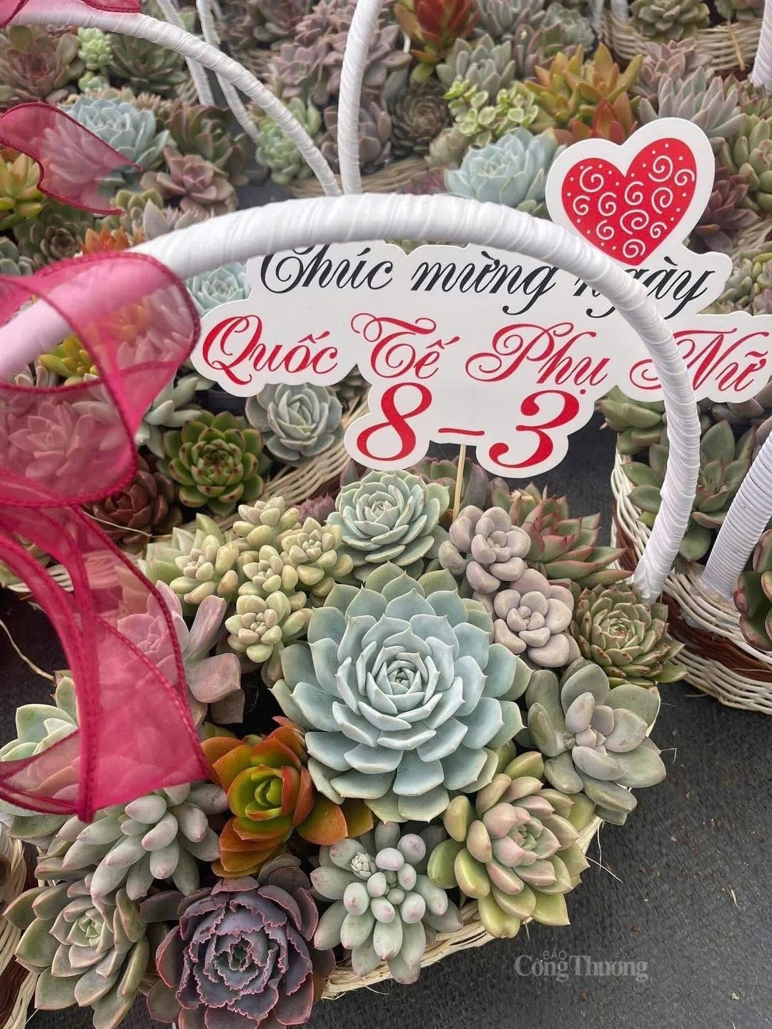 Giỏ hoa sen đá độc đáo và rất bền. Ảnh: Nguyễn Thanh Giỏ hoa sen đá độc đáo và rất bền. Ảnh: Nguyễn Thanh