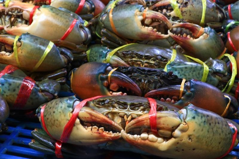 Năm 2024 đánh dấu sự phục hồi mạnh mẽ của xuất khẩu cua Việt Nam, và xu hướng này tiếp tục khởi sắc trong năm 2025. Năm 2024 đánh dấu sự phục hồi mạnh mẽ của xuất khẩu cua Việt Nam, và xu hướng này tiếp tục khởi sắc trong năm 2025.