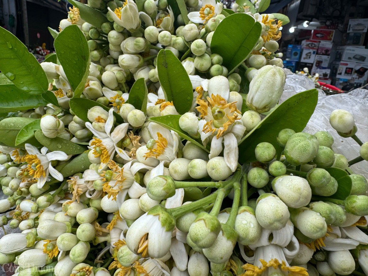 Để hoa được tươi lâu, người bán phải thường xuyên tưới nước để giữ độ ẩm. Bên cạnh đó, hoa bưởi dễ rụng cánh nên người bán phải vận chuyển hoa rất nhẹ nhàng, cẩn thận.