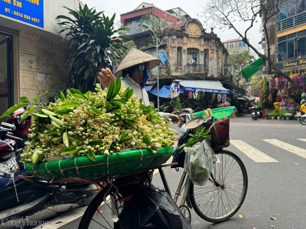 Cuối tháng 2, đầu tháng 3 hoa bưởi bước vào mùa nở rộ, toả hương thơm ngát khắp các con đường, tuyến phố của Thủ đô. Nhiều người say mê hoa bưởi không chỉ bởi hương thơm mà còn vì vẻ đẹp mộc mạc.