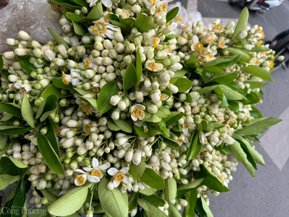 Ngoài công dụng trang trí, hoa bưởi còn được sử dụng rộng rãi trong đời sống hằng ngày, từ làm đẹp, gội đầu, xông hơi đến tắm rửa. Đặc biệt, hoa bưởi còn góp mặt trong ẩm thực, dùng để nấu chè, ướp mía, bột sắn dây,… giúp tăng thêm hương thơm và mang lại 