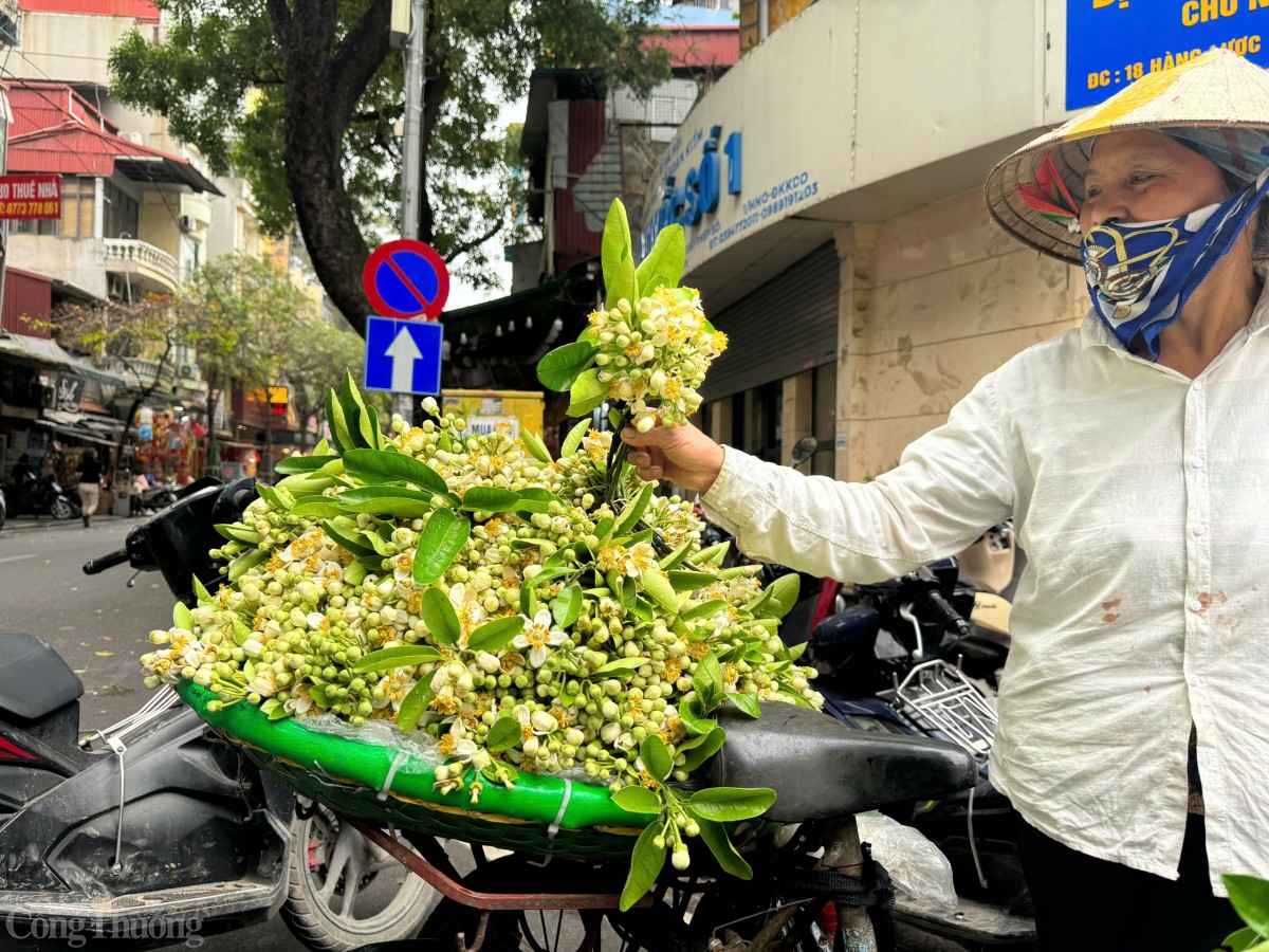 Không rực rỡ như đào, mai, cũng không mang vẻ thanh thoát như loa kèn, hoa bưởi chinh phục lòng người bằng nét đẹp dung dị, mộc mạc. Len lỏi trên những con phố, những gánh hàng hoa bưởi tỏa hương thoang thoảng, đánh thức mọi giác quan, góp phần tạo nên mộ