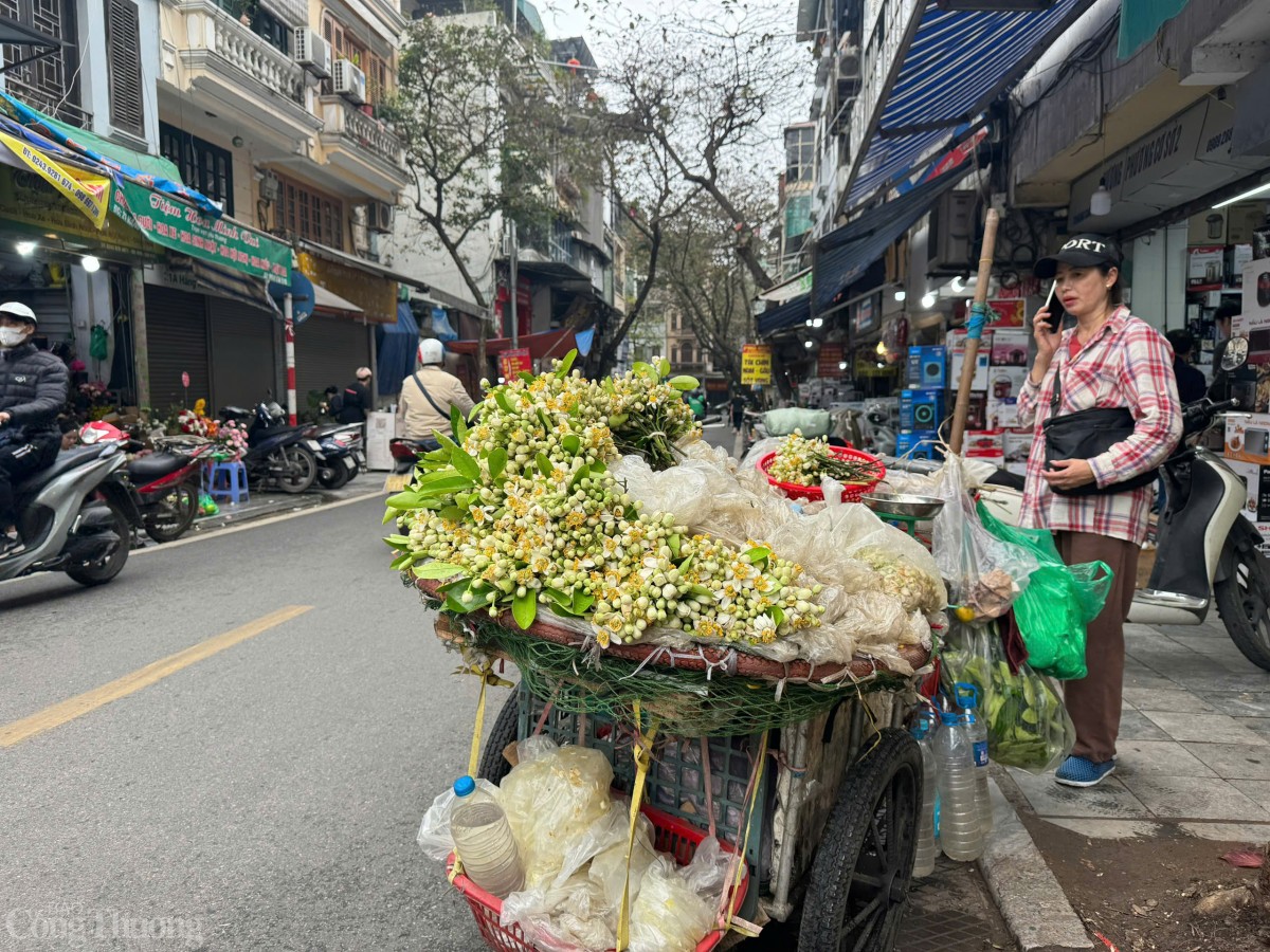 Thời điểm này, trên nhiều tuyến phố của Hà Nội như khu Hoàng Quốc Việt, Phan Đình Phùng,… hoa bưởi được bày bán rất nhiều.