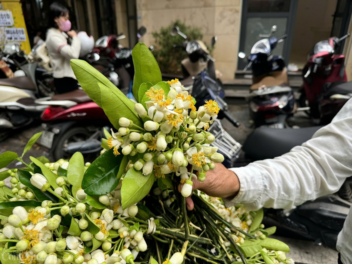 Hoa bưởi được bán theo lạng, người mua có thể chọn mua hoa nguyên cành hoặc hoa rời tuỳ vào mục đích sử dụng. Hoa nguyên cành có giá dao động từ 15.000 đến 20.000 đồng mỗi lạng. Nhiều người lựa chọn những cành hoa này để cắm thờ hoặc làm đẹp không gian số