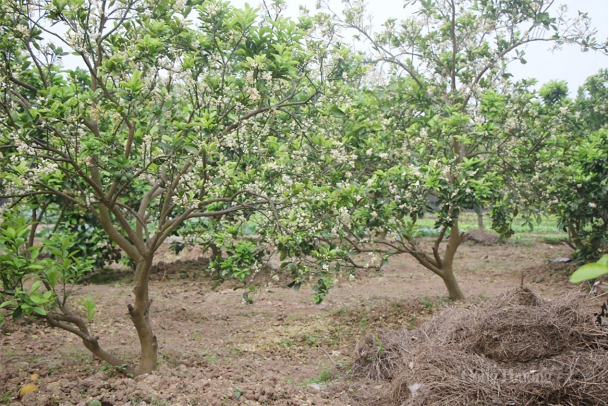 Theo ghi nhận của phóng viên Báo Công Thương, tại các vườn bưởi ở phường Minh Khai (quận Bắc Từ Liêm, thành phố Hà Nội), rất đông người tìm tới đây để được tận hưởng mùi hương thơm ngát của loài hoa đặc biệt này. Nơi đây cũng được biết đến là “thủ phủ” của giống bưởi ngon nhất Hà Thành - bưởi Diễn.