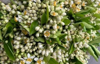 Tháng ba, hoa bưởi toả hương khắp phố phường Hà Nội