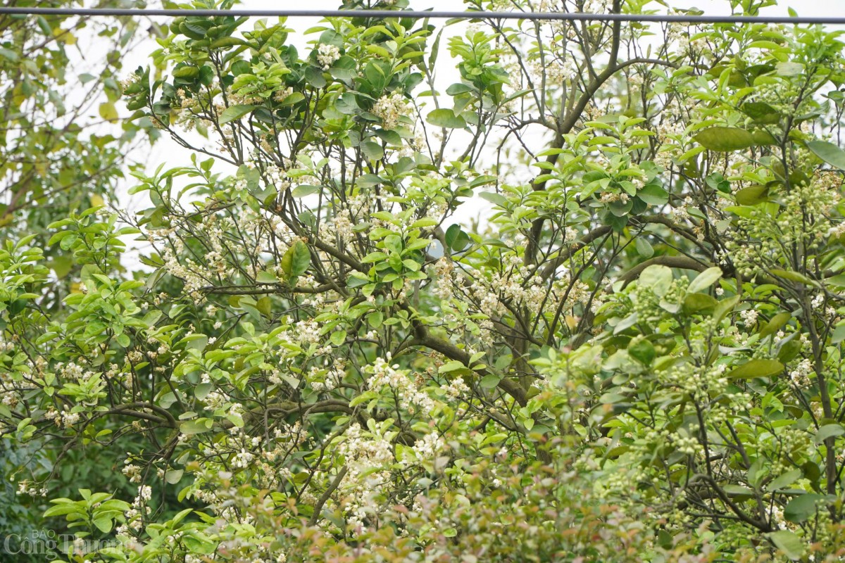 Được biết, bưởi ra hoa từ giữa tháng 2. Chị Nguyễn Hương - một người trồng bưởi ở Bắc Từ Liêm chia sẻ, ngay từ đầu mùa, các chủ vườn đã tỉa bớt hoa để bán cho các gánh hàng rong xuống phố.