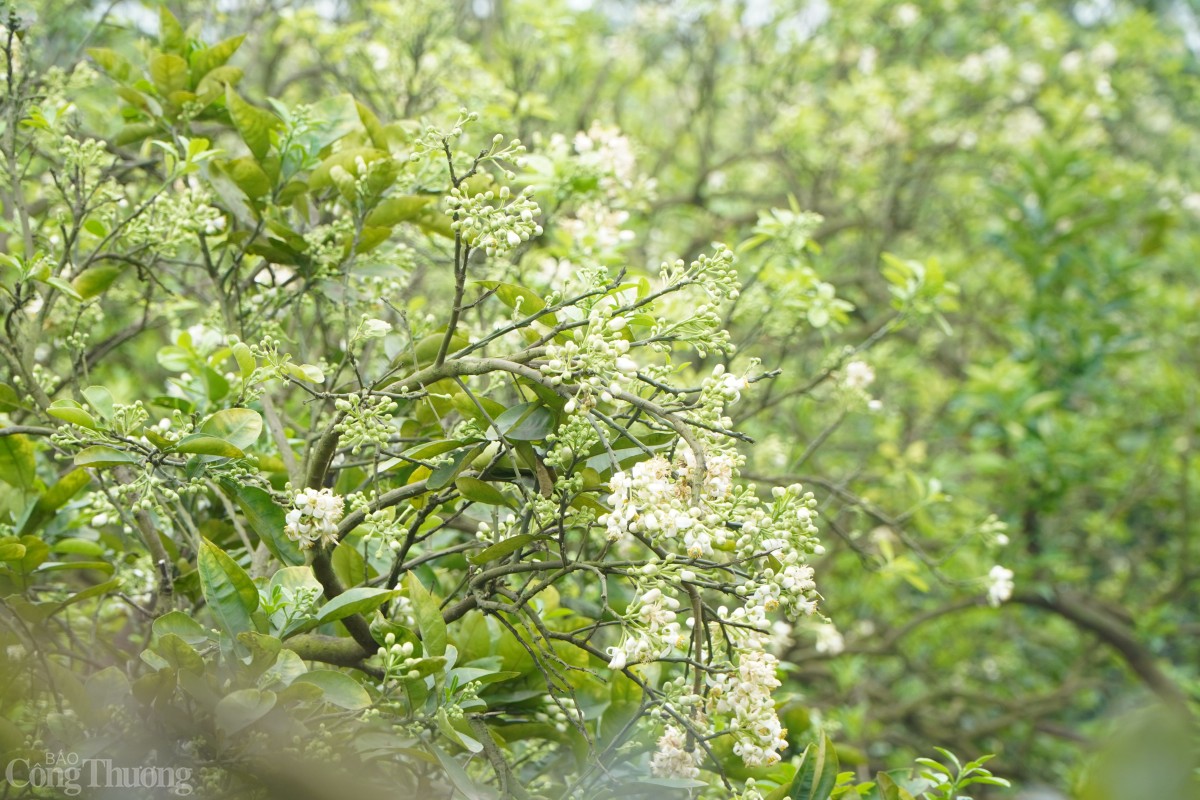 Chị Hương cho biết: “Hoa bưởi luôn lọt top những loại hoa có giá đắt đỏ, giao động từ 200.000-350.000, thậm chí có những dịp như ngày Rằm, giá sẽ lên đến 450.000-550.000 đồng/kg”.