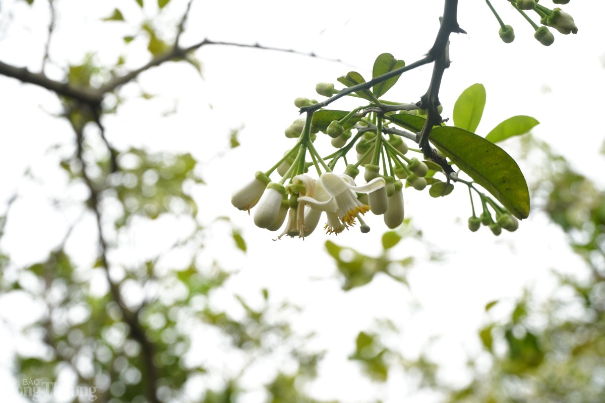 Mùa hoa bưởi thường kéo dài đến giữa tháng 3.