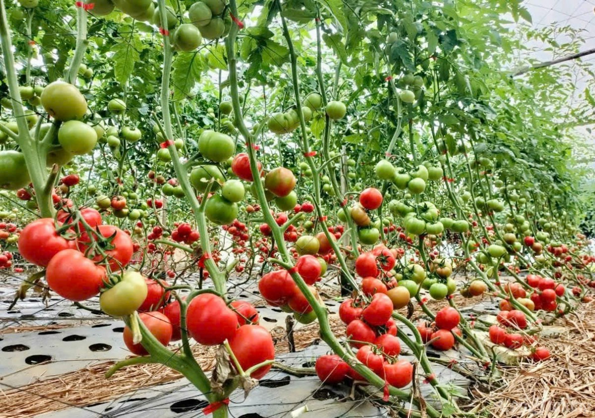 Kon Tum tạo môi trường hấp dẫn để đón ‘đại bàng’