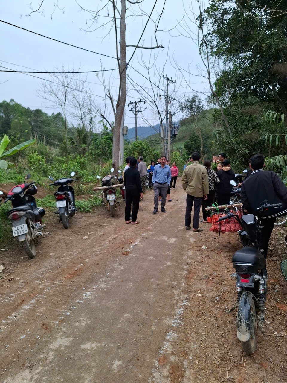 Trâu bị điện giật chết trong phần tài sản lưới điện khách Trâu bị điện giật chết trong phần tài sản lưới điện khách