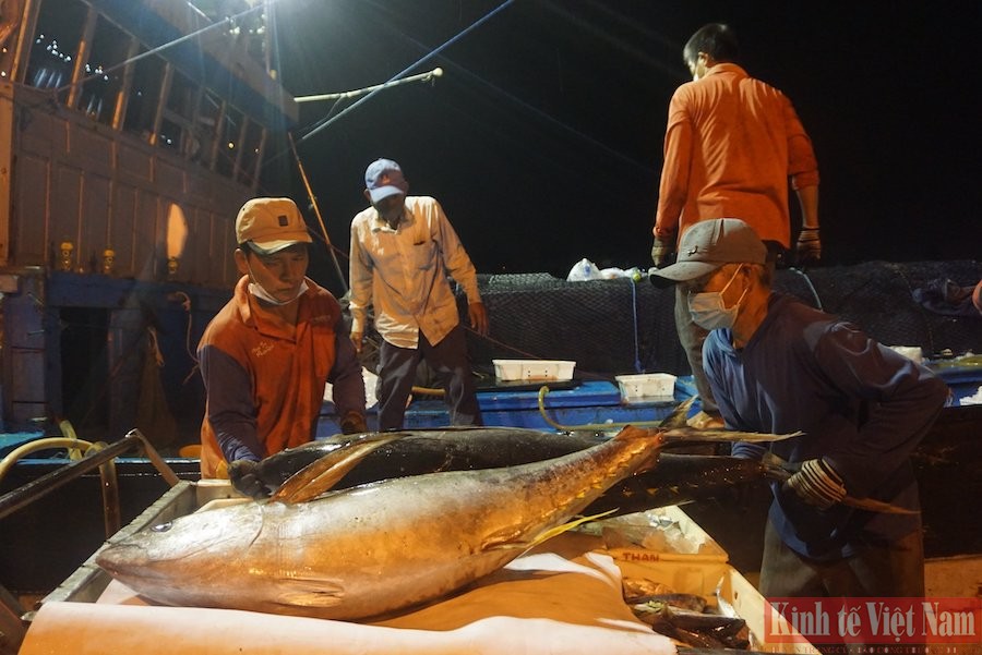 Tỉnh Quảng Nam tăng cường giám sát để khắc phục hạn chế về giám sát sản lượng hải sản qua đồn/trạm