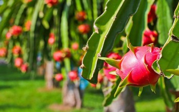 Việt Nam là nguồn cung rau quả thứ 15 cho Hoa Kỳ
