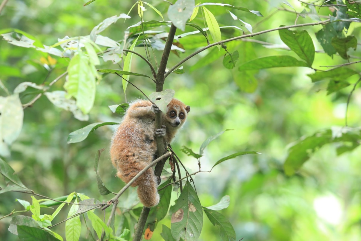 Cúc Phương, xứng danh vườn quốc gia hàng đầu Châu Á