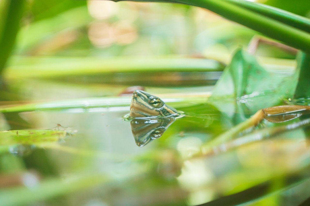 Cúc Phương, xứng danh vườn quốc gia hàng đầu Châu Á