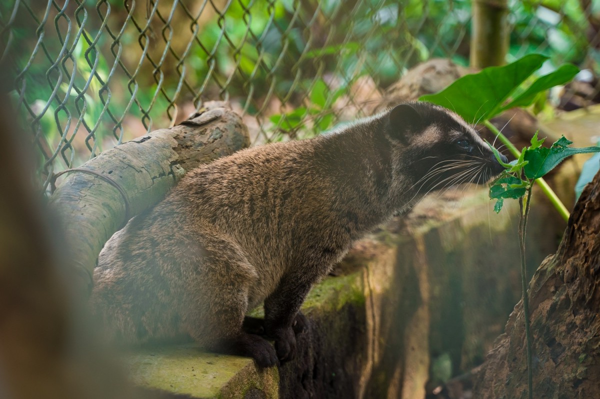 Cúc Phương, xứng danh vườn quốc gia hàng đầu Châu Á