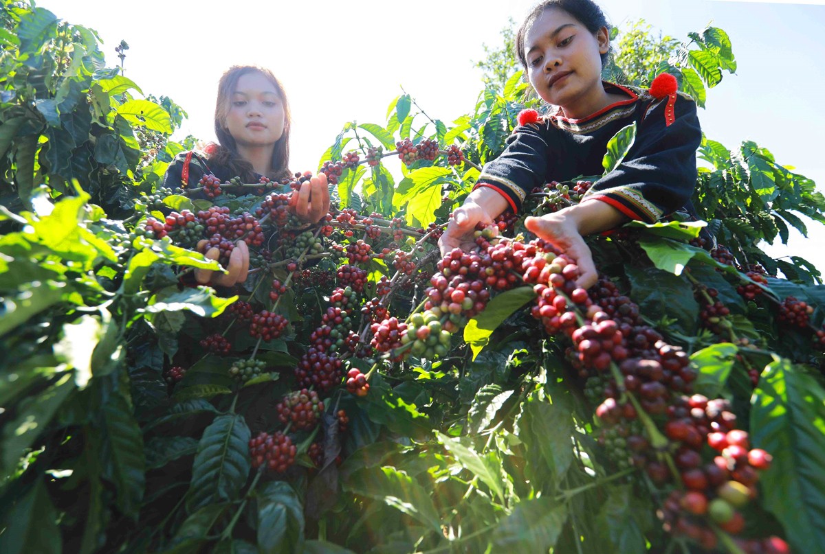 Nghề trồng cà phê Đắk Lắk. Ảnh: TTXVN