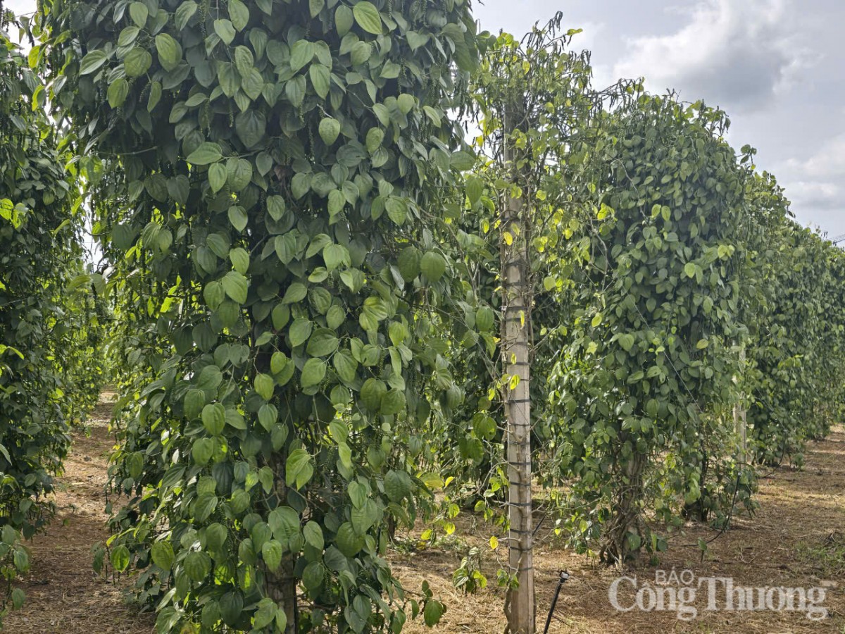 Giá tiêu hôm nay 9/3/2025, trong nước