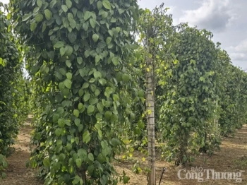 Xuất khẩu hồ tiêu quý 1/2025 tăng trưởng mạnh