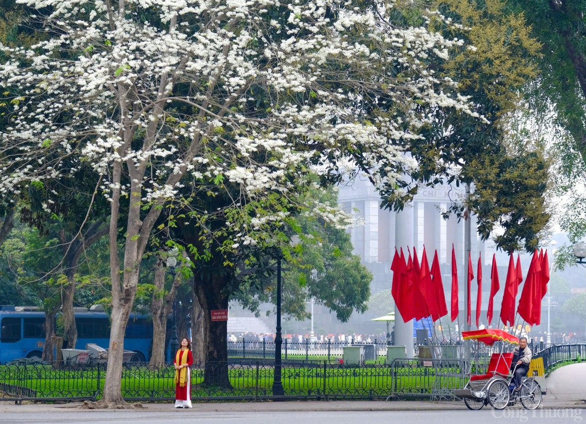 Chùm ảnh: Lãng đãng mùa hoa sưa nở Hà Nội