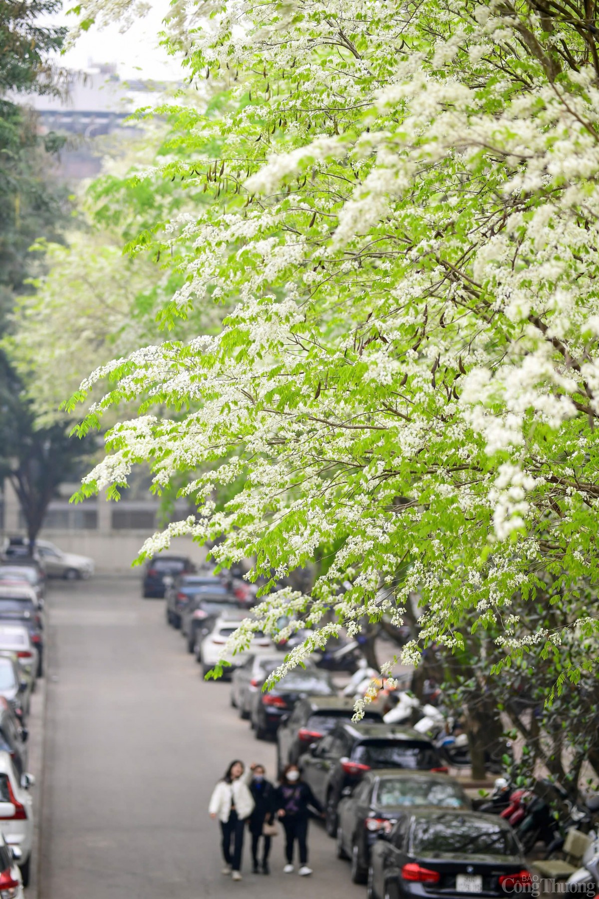 Chùm ảnh: Lãng đàng mùa hoa sưa nở Hà Nội
