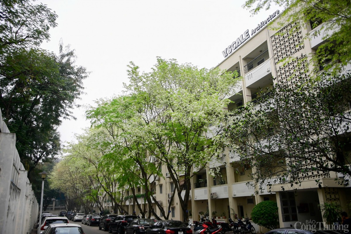 Chùm ảnh: Lãng đàng mùa hoa sưa nở Hà Nội