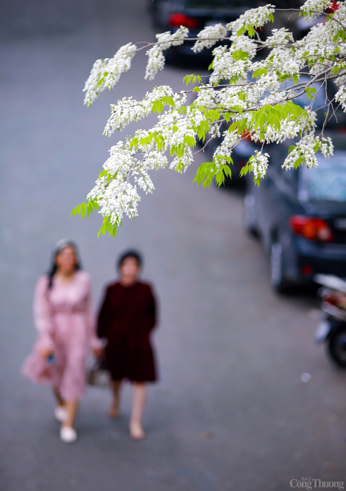 Chùm ảnh: Lãng đàng mùa hoa sưa nở Hà Nội