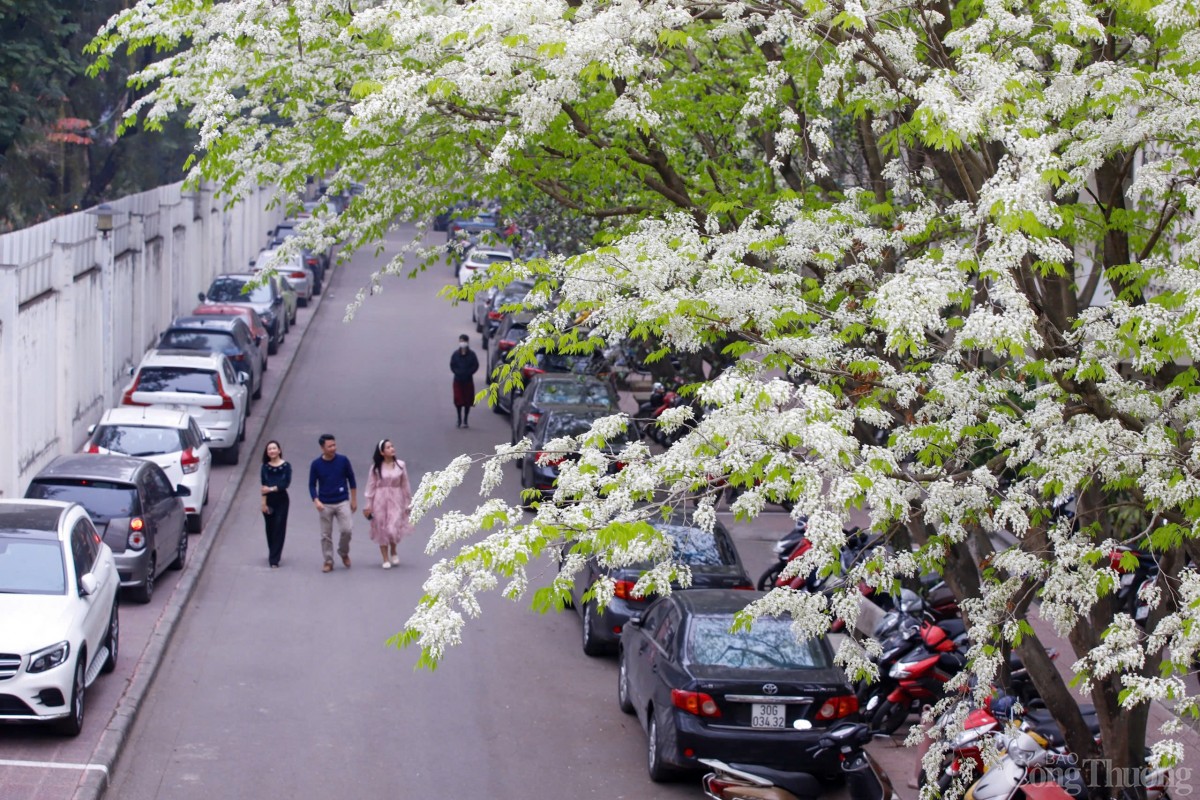 Chùm ảnh: Lãng đàng mùa hoa sưa nở Hà Nội