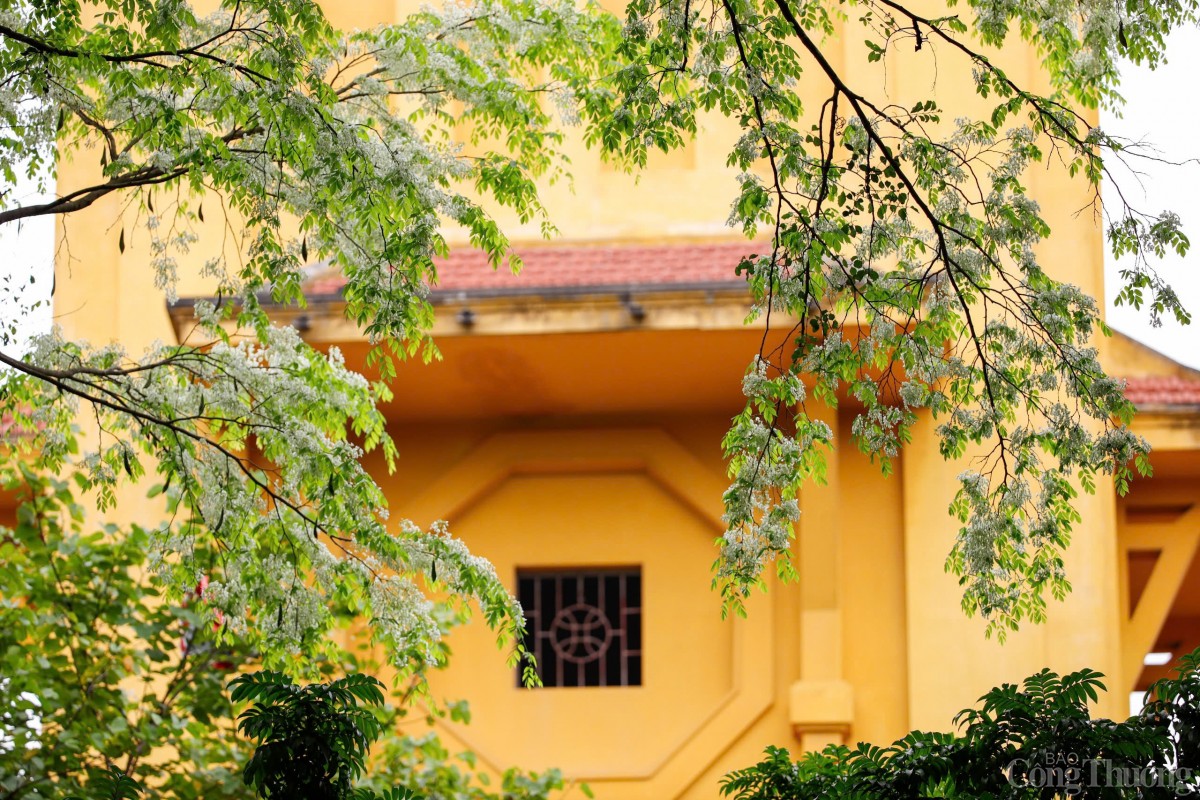 Chùm ảnh: Lãng đàng mùa hoa sưa nở Hà Nội