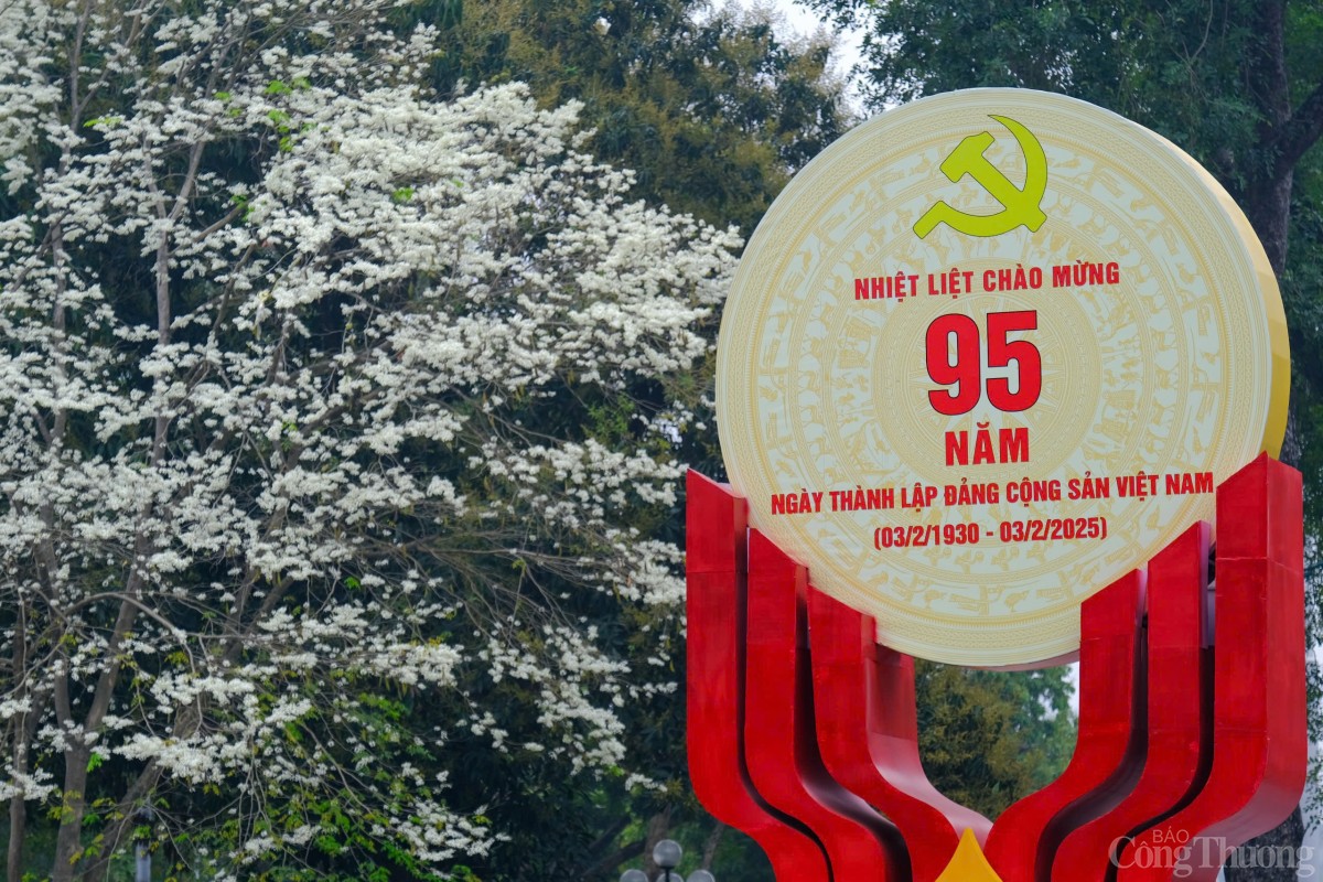 Chùm ảnh: Lãng đàng mùa hoa sưa nở Hà Nội