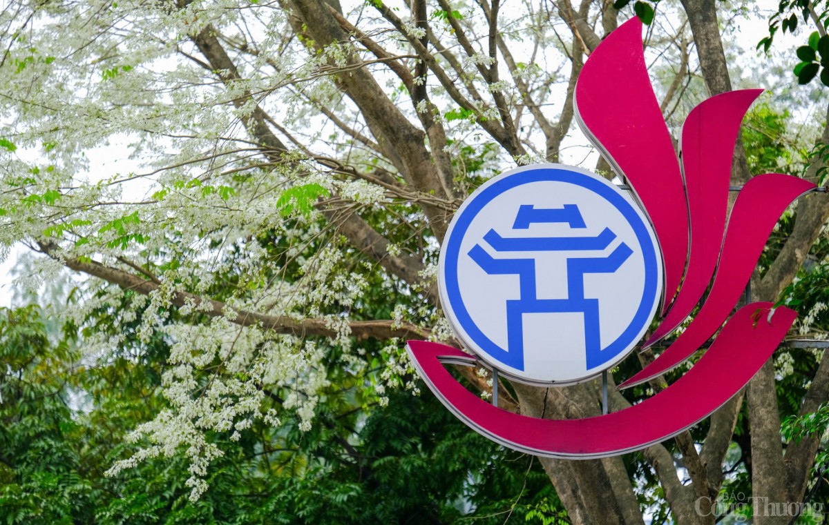 Chùm ảnh: Lãng đàng mùa hoa sưa nở Hà Nội