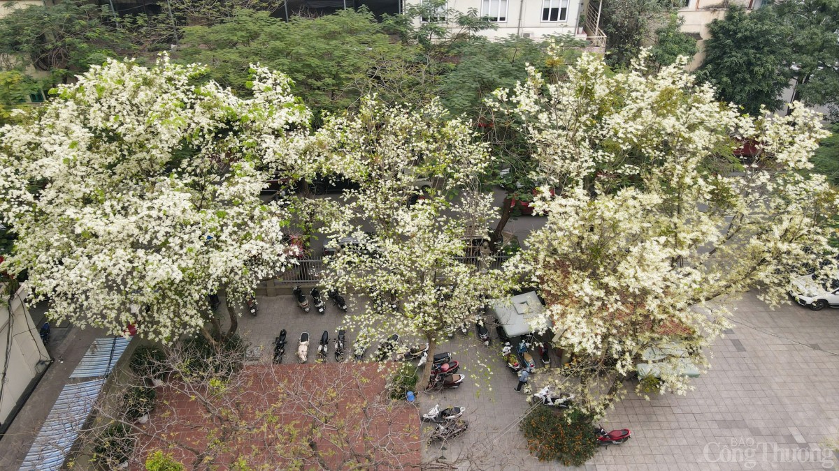 Chùm ảnh: Lãng đàng mùa hoa sưa nở Hà Nội