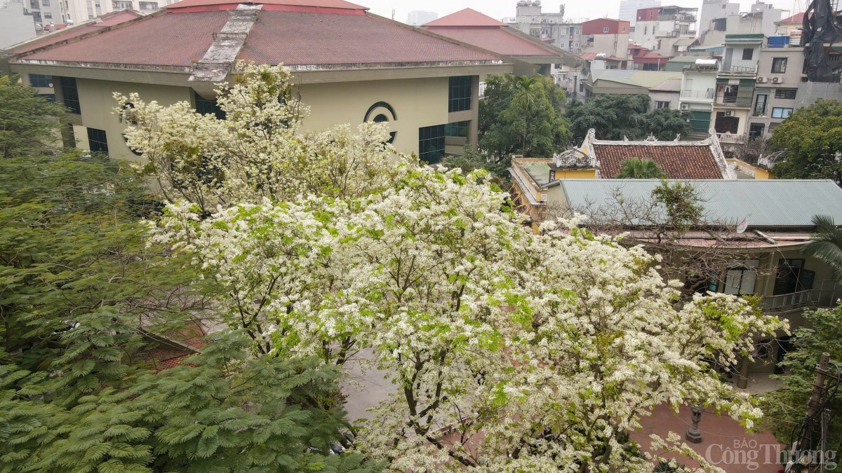 Chùm ảnh: Lãng đàng mùa hoa sưa nở Hà Nội