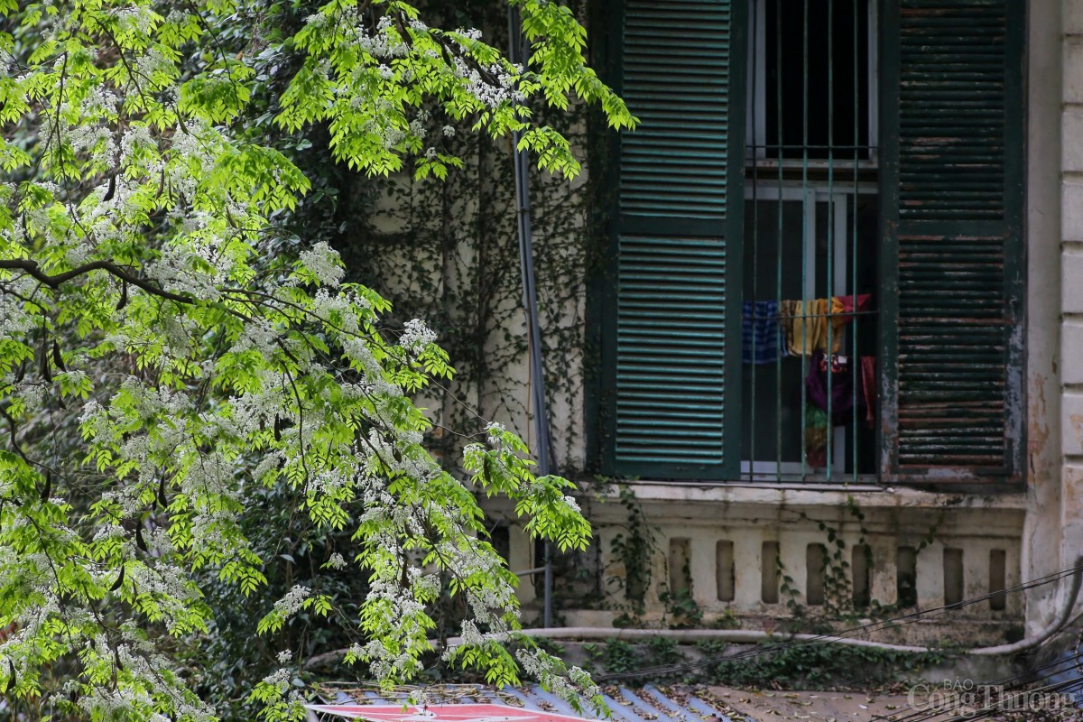 Chùm ảnh: Lãng đàng mùa hoa sưa nở Hà Nội