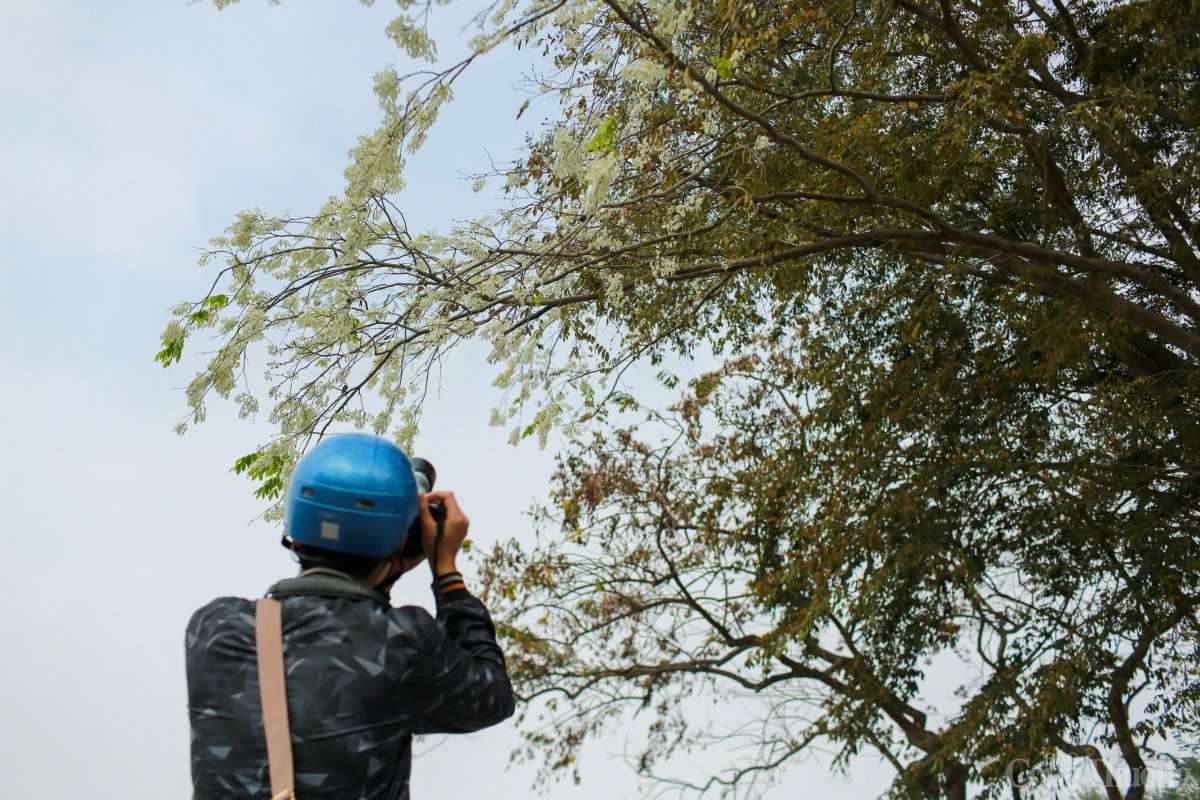 Chùm ảnh: Lãng đàng mùa hoa sưa nở Hà Nội