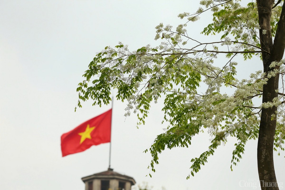 Chùm ảnh: Lãng đàng mùa hoa sưa nở Hà Nội