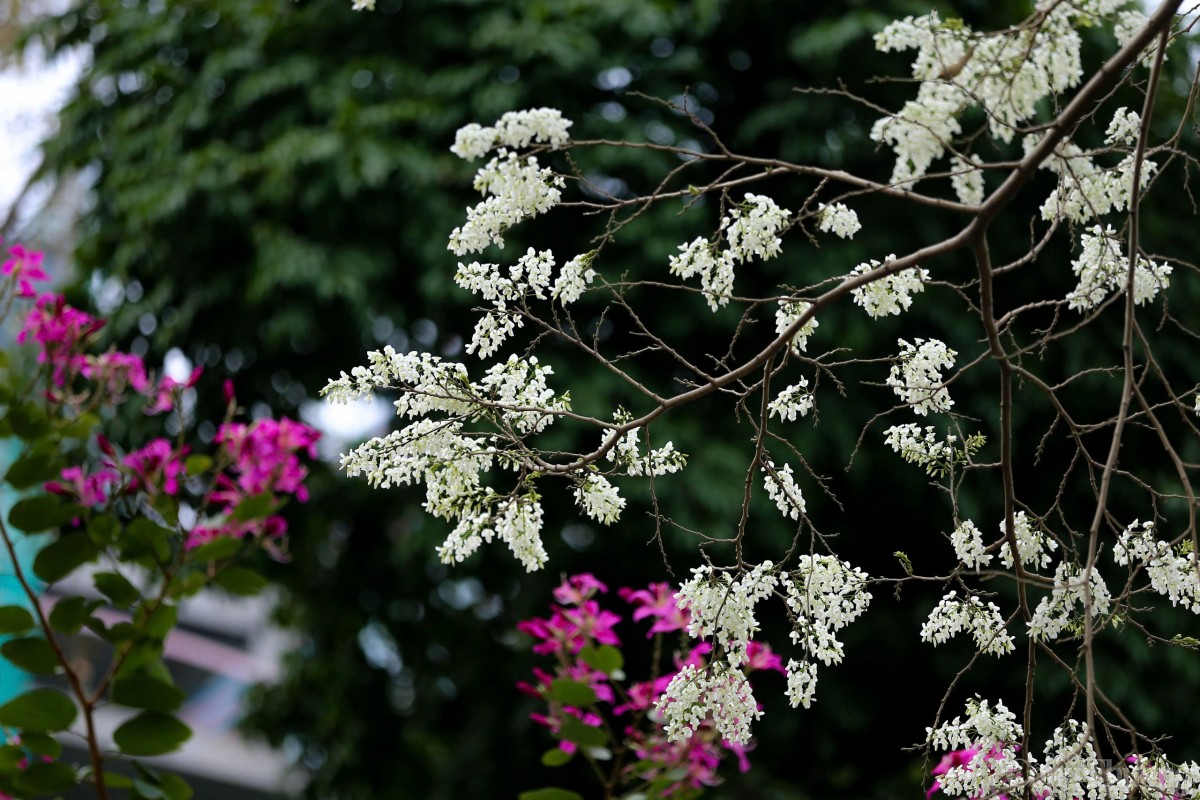 Chùm ảnh: Lãng đàng mùa hoa sưa nở Hà Nội