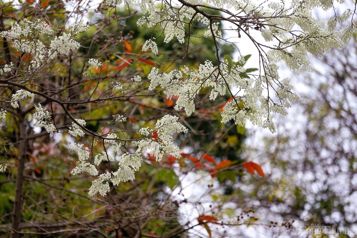 Chùm ảnh: Lãng đàng mùa hoa sưa nở Hà Nội