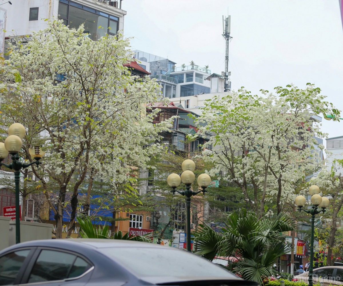 Chùm ảnh: Lãng đàng mùa hoa sưa nở Hà Nội