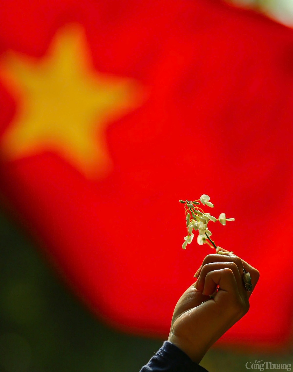 Chùm ảnh: Lãng đãng mùa hoa sưa nở Hà Nội