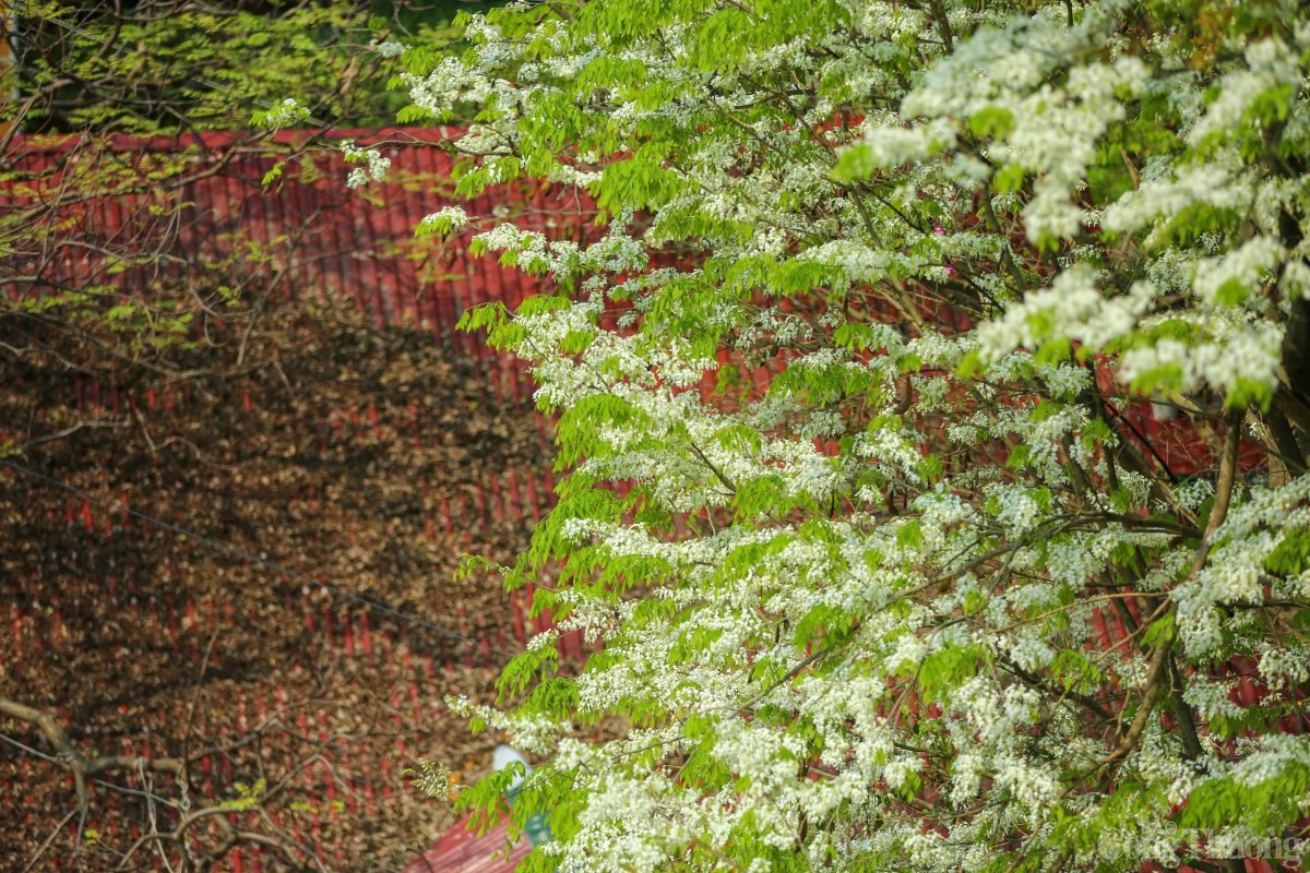 Chùm ảnh: Lãng đàng mùa hoa sưa nở Hà Nội