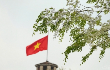 Chùm ảnh: Lãng đãng mùa hoa sưa Hà Nội