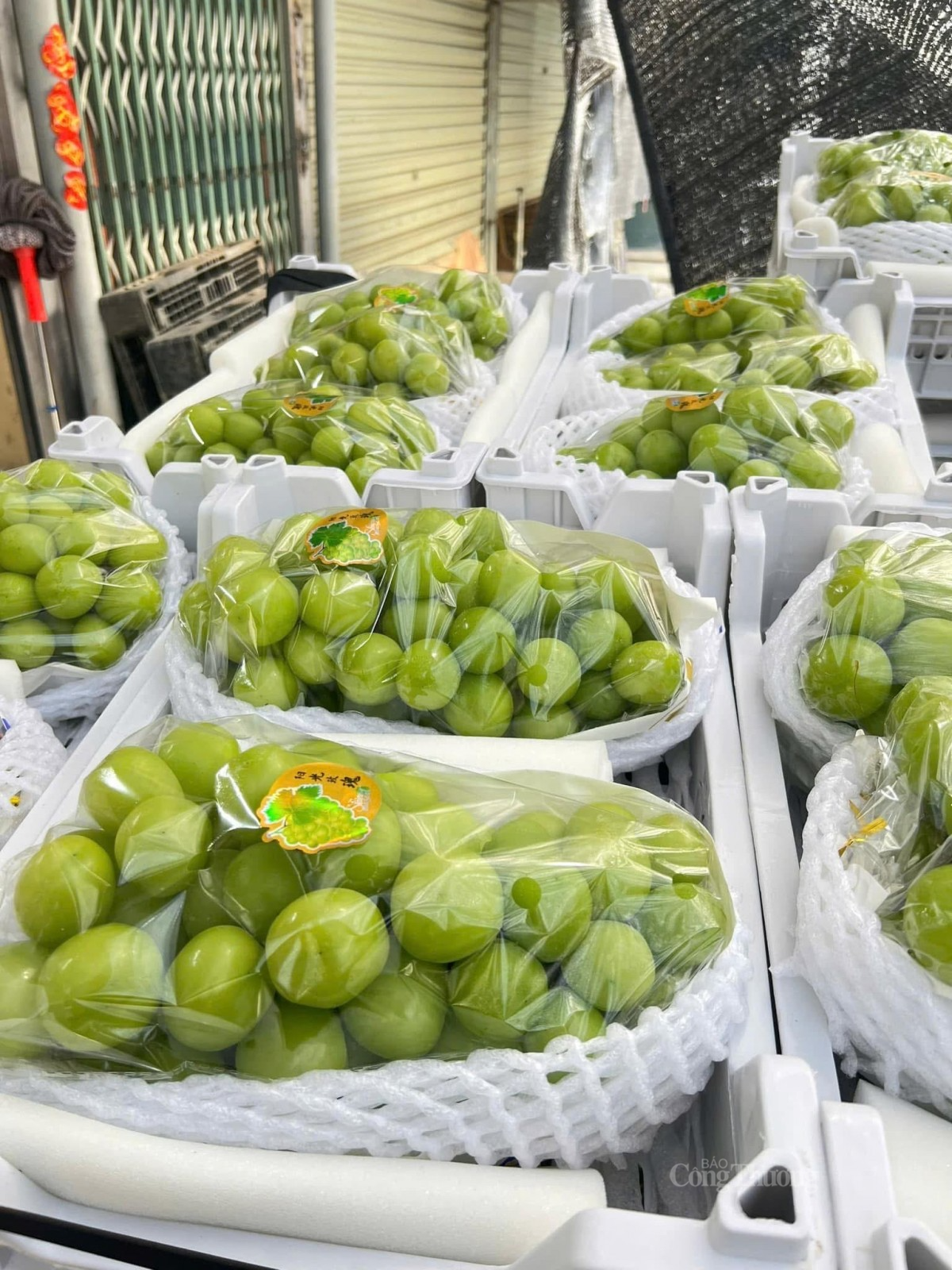 Nho đều trái, xanh tươi và giòn ngọt nên được người tiêu dùng ưa chuộng. Ảnh: Nguyễn Thanh Nho đều trái, xanh tươi và giòn ngọt nên được người tiêu dùng ưa chuộng. Ảnh: Nguyễn Thanh