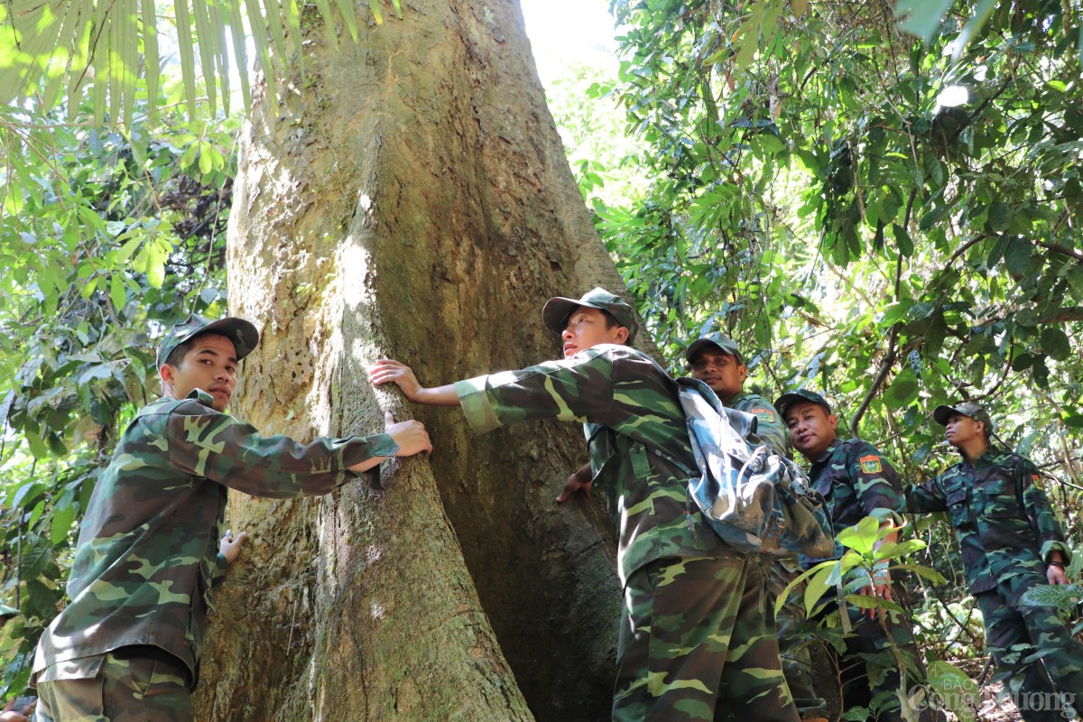 Những gốc cây lớn được đánh dấu và bảo vệ nghiêm ngặt Những gốc cây lớn được đánh dấu và bảo vệ nghiêm ngặt