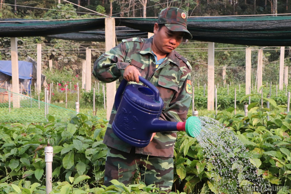 Riah Nhiếp vẫn ngày ngày chăm sóc cho những mầm non để phủ xanh diện tích đã phát nương làm rẫy trước đây Riah Nhiếp vẫn ngày ngày chăm sóc cho những mầm non để phủ xanh diện tích đã phát nương làm rẫy trước đây