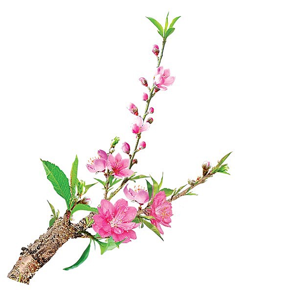 Độc đáo “Lễ rước âm” tại Lễ hội chùa Nành - Ninh Hiệp